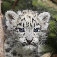 Chrysanthemum Water 🌼