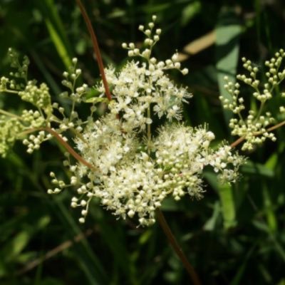 Reine des prés 👸🏻🎲🌾