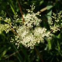 Reine des prés 👸🏻🎲🌾