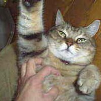 おーまさ@保守系障碍者