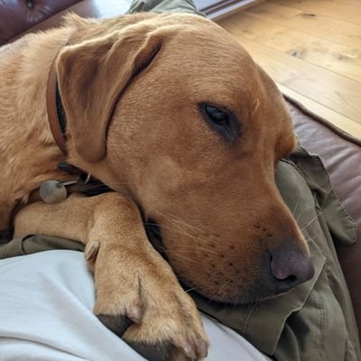 Ruth Muirhead 🏴󠁧󠁢󠁷󠁬󠁳󠁿 #FBNHS 💙🌻