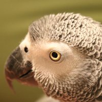 masa &ヨウムのボンちゃん