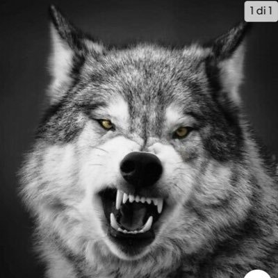 Giulio Nazzaro 🇮🇹