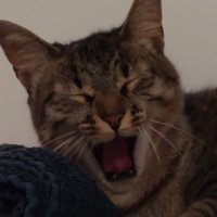 hio the only one hio HAN