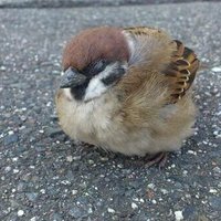 しげ in もやまのみなみ