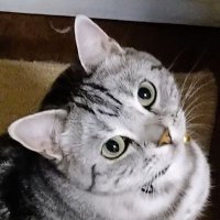 アリスショコラ