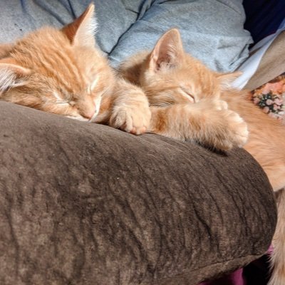 Edy N Cheeto (Cindy)