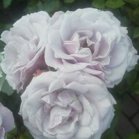 日本ハム元社員