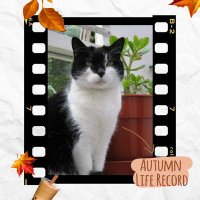 Hong Kong 🇭🇰 Owls🦉