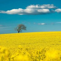 Hans-Heinrich Jansen #FDGO-Anhänger