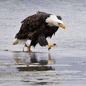 Herald Infidel no DMs seriously!!