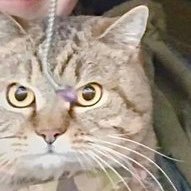 junia🇺🇦🇬🇱🇪🇺⬜️🟥⬜️