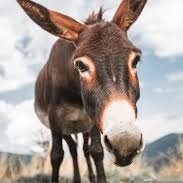 don.donkey