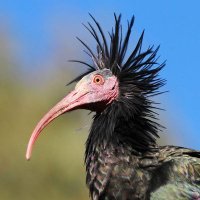 Ibis is with the GenZ212 kids