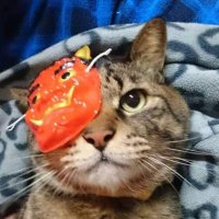 猫また伯爵@みっちゃん