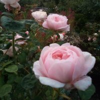 Mel 📎🇳🇴 🇩🇰 🇸🇪 🇫🇮 🇺🇸 (no DM's, no lists)