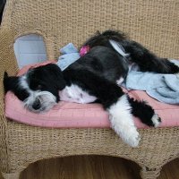 Tweeter🐥💙🦋#NHS Hates #Injustice #FBPE🇪🇺🇬🇧💫