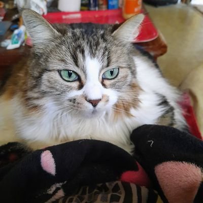 Betty🤷‍♀️( Molly & Léo Abby et Ava ) 😺)🐢🐾🐾🐾