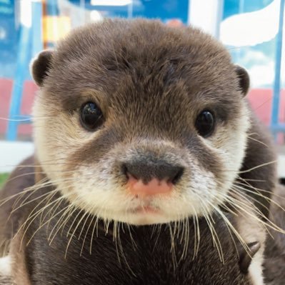 かずかず521(次男)