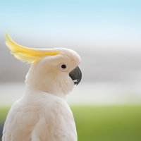 Cacatua