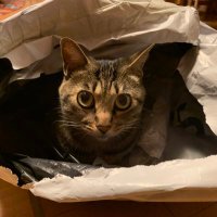 🩵💙🐈🐈‍⬛Hana🐈🐈‍⬛⸒⸒⸒⸒💙🩵