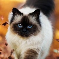 北都@チョコミン党