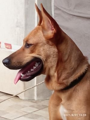 🇧🇷JOSÉ GILBERTO🇧🇷