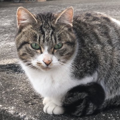 あやのにゃん🐱湖国🎗️🐈