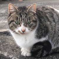 あやのにゃん🐱湖国🎗️🐈