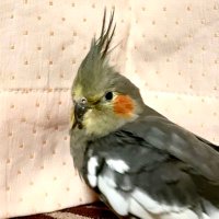 オカメインコのごまちゃん