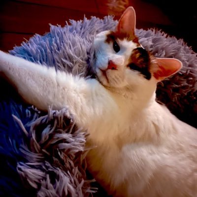 専業と副業のはざま。