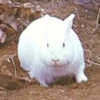 The Rabbit of Caerbannog