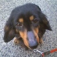 🌻くろちゃん🌻🐶