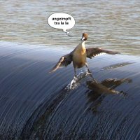 Han Solo 🇩🇪 - ungeimpft 💉 Alles Satire