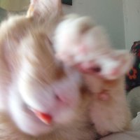 Funjaverse 🇵🇱🐾