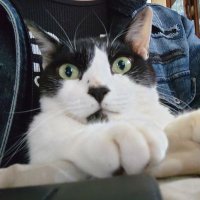 カズマ(かずみゃん)