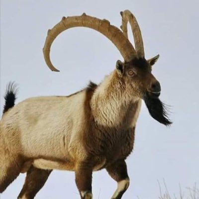 ‎دەڤەری بارزان Davari Barzan