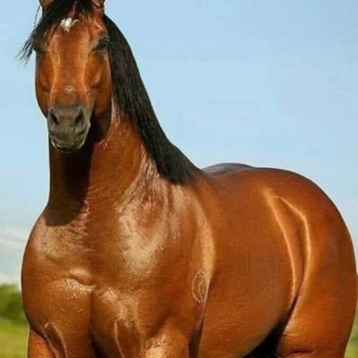 C🅰️valoMarth 💢💢✠ ◤✠◢ ᶜʳᵛᵍ ⱽᵃˢᶜᵒ ¹⁸⁹⁸