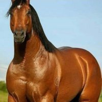 C🅰️valoMarth 💢💢✠ ◤✠◢ ᶜʳᵛᵍ ⱽᵃˢᶜᵒ ¹⁸⁹⁸