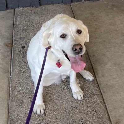 AdoptMeAgouraAnimals