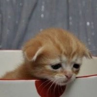 Souco e Lonhador🐱