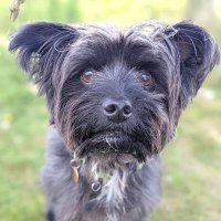 Black Dog 🏴󠁧󠁢󠁷󠁬󠁳󠁿 🇪🇺