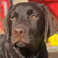 🇺🇸Just a dog for Democracy🇺🇸