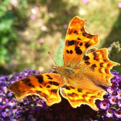 Angie Kuske rhymes with husky🎶 🇺🇦