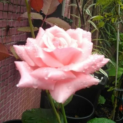 Mrs. Butterfly 🇧🇷