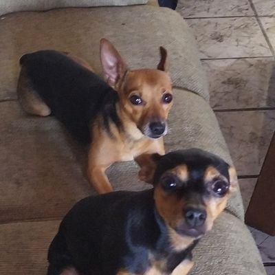 Extremismo e Desinformação, M4T4