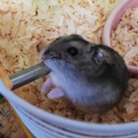 PARCO・(ココアミルク・陽香）