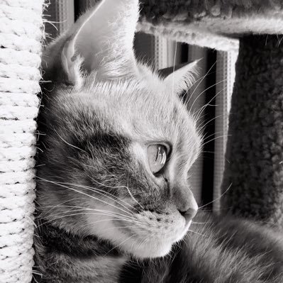 🌙朏猫🐈‍⬛