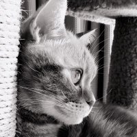 🌙朏猫🐈‍⬛