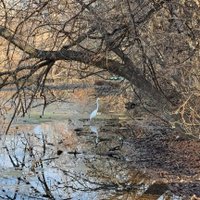 Aureus 💪🏻🇵🇪